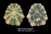 Patella caerulea